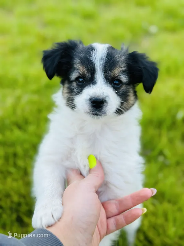Lucky , a male Papillon for sale in Golden City, MO – 1 of 9
