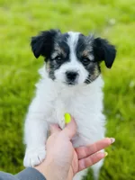 Lucky , a male Papillon for sale in Golden City, MO – 1 of 9