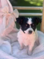 Clover, a female Papillon for sale in Golden City, MO – 2 of 10