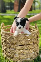 Clover, a female Papillon for sale in Golden City, MO – 9 of 10
