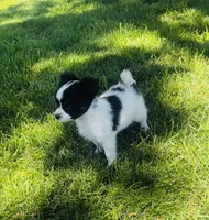 Clover, a female Papillon for sale in Golden City, MO – 6 of 10
