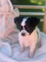 Clover, a female Papillon for sale in Golden City, MO – 4 of 10