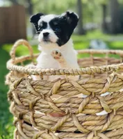 Clover, a female Papillon for sale in Golden City, MO – 7 of 10