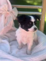 Clover, a female Papillon for sale in Golden City, MO – 3 of 10