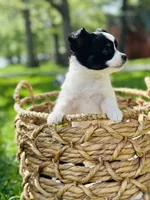 Clover, a female Papillon for sale in Golden City, MO – 8 of 10