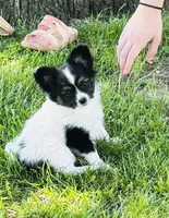 Saint, a male Papillon for sale in Golden City, MO – 1 of 10