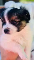 Lucky , a male Papillon for sale in Golden City, MO – 3 of 9