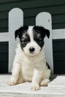 Lucky , a male Papillon for sale in Golden City, MO – 5 of 9