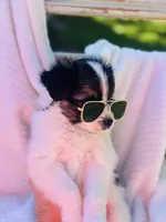 Lucky , a male Papillon for sale in Golden City, MO – 4 of 9