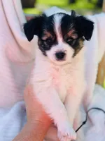 Lucky , a male Papillon for sale in Golden City, MO – 2 of 9