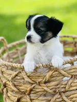 Lucky , a male Papillon for sale in Golden City, MO – 7 of 9