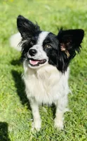 Lucky , a male Papillon for sale in Golden City, MO – 8 of 9