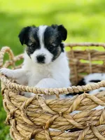 Lucky , a male Papillon for sale in Golden City, MO – 6 of 9