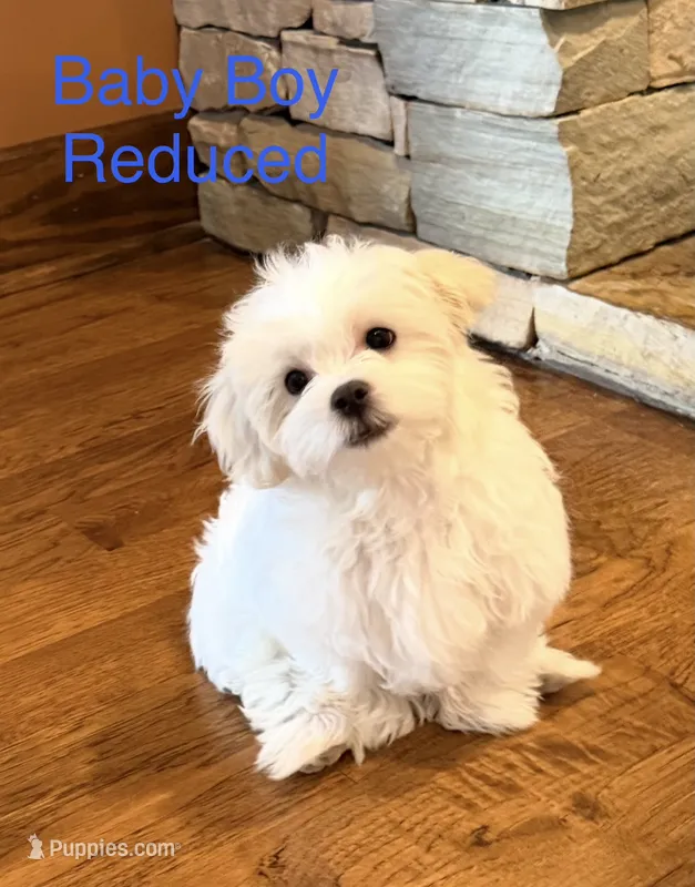 Green Boy – Maltese puppy for sale in Hayden, AL