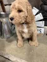 Blue Collar, a male Goldendoodle for sale in Hayden, AL – Photo 2 of 3