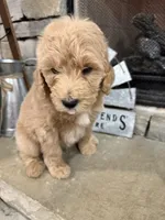 Blue Collar, a male Goldendoodle for sale in Hayden, AL – Photo 3 of 3