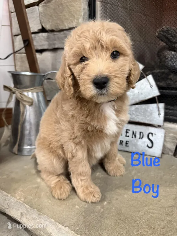 Blue Collar – Goldendoodle puppy for sale in Hayden, AL