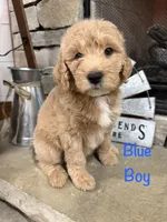 Blue Collar, a male Goldendoodle for sale in Hayden, AL – Photo 1 of 3