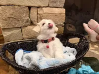 Red Boy, a male Maltese for sale in Hayden, AL – 3 of 3
