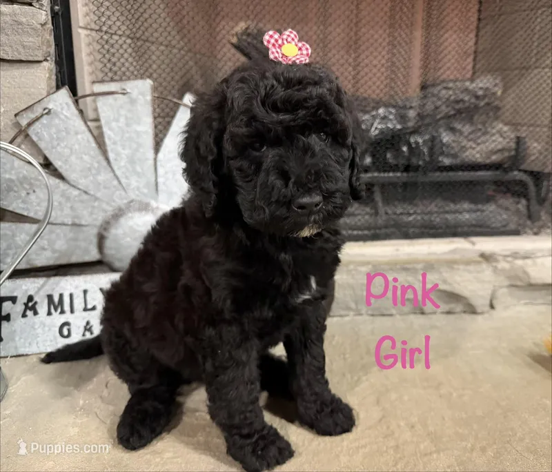 Pink Collar – Goldendoodle puppy for sale in Hayden, AL