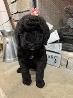 Pink Collar, a female Goldendoodle for sale in Hayden, AL – Photo 3 of 4