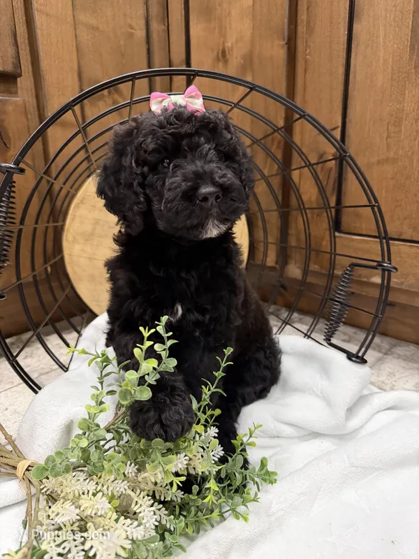 Pink Collar – Goldendoodle puppy for sale in Hayden, AL