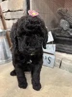 Pink Collar, a female Goldendoodle for sale in Hayden, AL – Photo 2 of 4