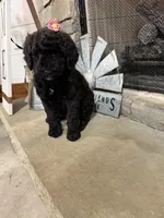 Pink Collar, a female Goldendoodle for sale in Hayden, AL – Photo 4 of 4