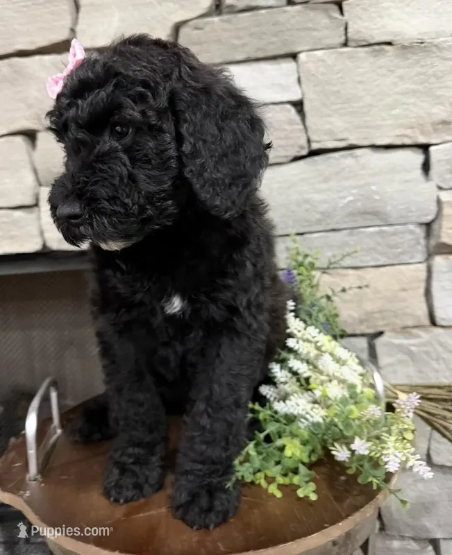 Pink Collar – Goldendoodle puppy for sale in Hayden, AL