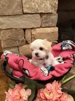 Purple Girl, a female Maltese for sale in Hayden, AL – 3 of 3
