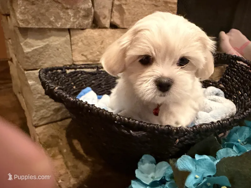 Red Boy – Maltese puppy for sale in Hayden, AL