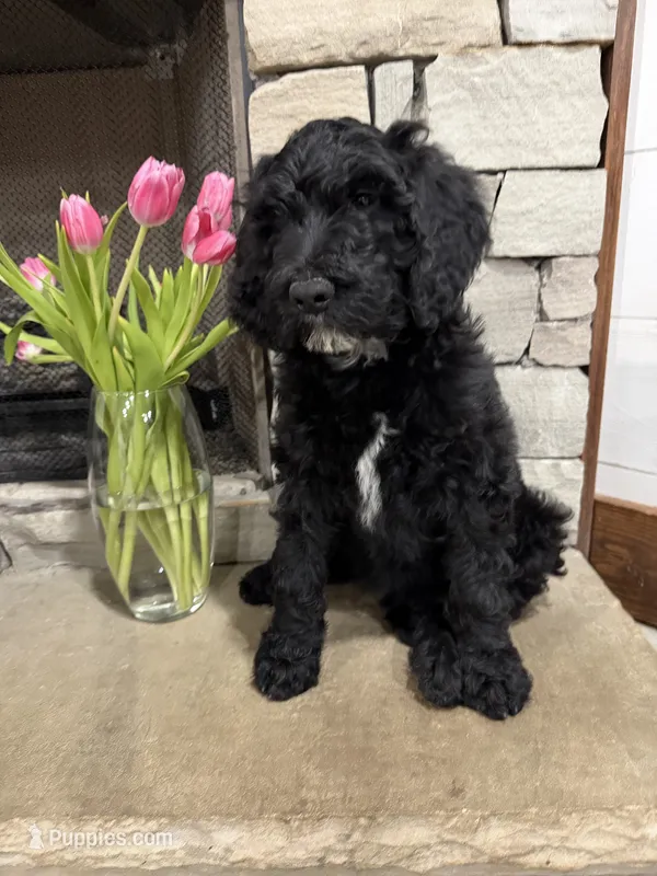 Green Collar  – Goldendoodle puppy for sale in Hayden, AL