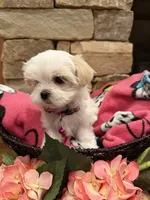 Pink Girl, a female Maltese for sale in Hayden, AL – 4 of 4