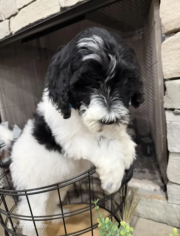 Orange Collar – Goldendoodle puppy for sale in Hayden, AL