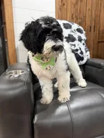 Orange Collar, a male Goldendoodle for sale in Hayden, AL – Photo 1 of 3