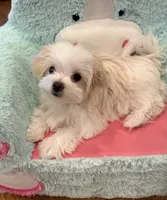 Purple Girl, a female Maltese for sale in Hayden, AL – 2 of 2
