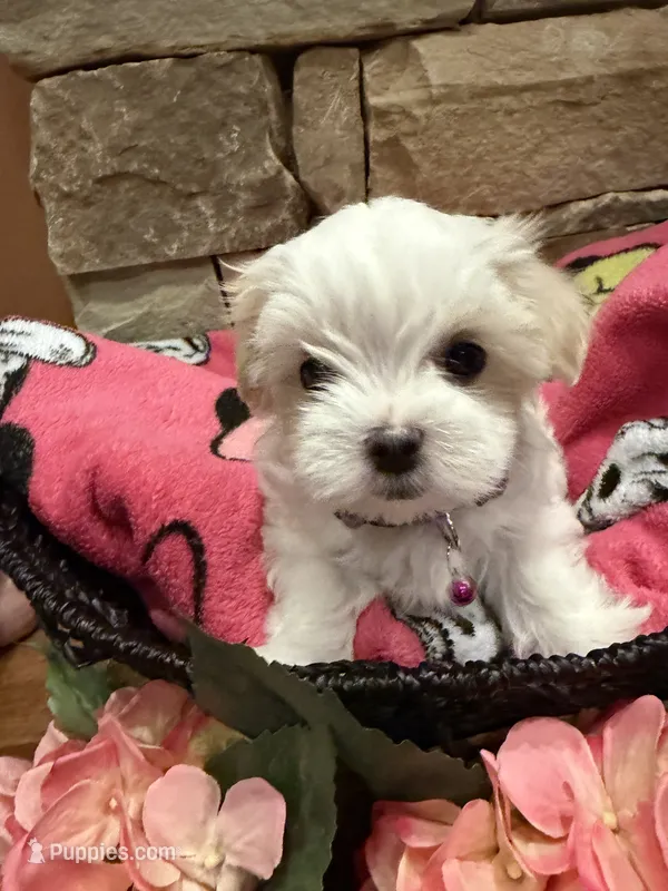 Purple Girl – Maltese puppy for sale in Hayden, AL