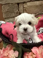 Purple Girl, a female Maltese for sale in Hayden, AL – 1 of 3