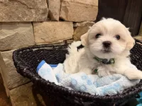Green Boy, a male Maltese for sale in Hayden, AL – 2 of 2