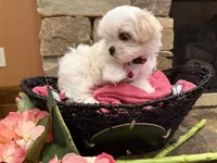Pink Girl, a female Maltese for sale in Hayden, AL – 1 of 4