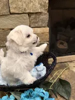 Blue Boy, a male Maltese for sale in Hayden, AL – 2 of 3