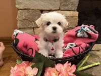 Pink Girl, a female Maltese for sale in Hayden, AL – 3 of 4