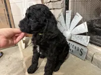 Green Collar , a male Goldendoodle for sale in Hayden, AL – Photo 3 of 3
