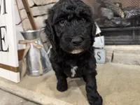 Green Collar , a male Goldendoodle for sale in Hayden, AL – Photo 2 of 3