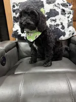 Green Collar , a male Goldendoodle for sale in Hayden, AL – Photo 3 of 3