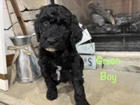 Green Collar , a male Goldendoodle for sale in Hayden, AL – Photo 1 of 3