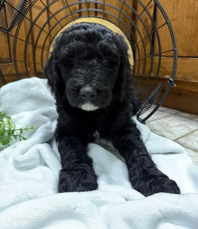 Green Collar  – Goldendoodle puppy for sale in Hayden, AL