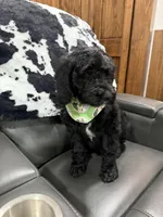 Green Collar , a male Goldendoodle for sale in Hayden, AL – Photo 2 of 3