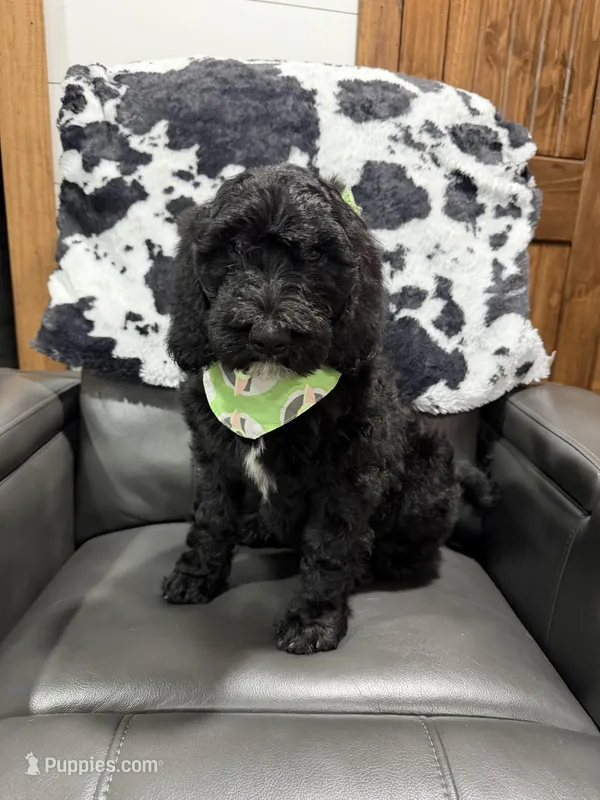 Green Collar  – Goldendoodle puppy for sale in Hayden, AL