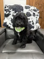 Green Collar , a male Goldendoodle for sale in Hayden, AL – Photo 1 of 3